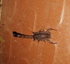 Lychas tricarinatus
