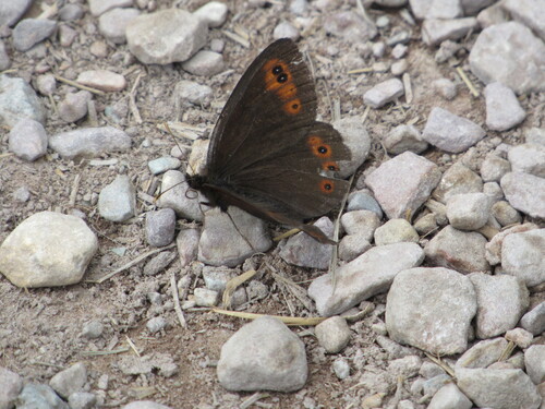 Common Alpine photo 6