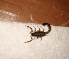 Lychas tricarinatus