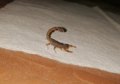 Lychas tricarinatus