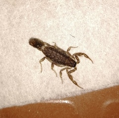 Lychas tricarinatus
