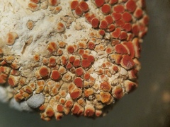 Xanthocarpia marmorata