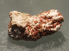 Xanthocarpia marmorata