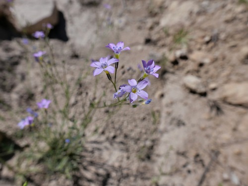 lesser yellowthroat gilia (Gilia flavocincta)