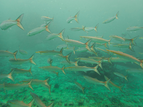 Pelican barracuda (Sphyraena idiastes) — Sphyraenidae — 5