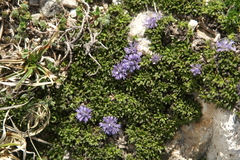 Globularia repens