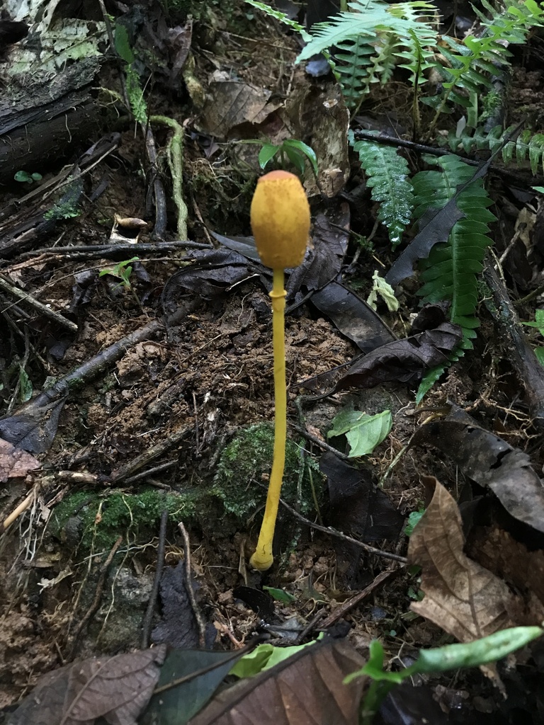 Leucocoprinus brunneoluteus · March 2026 · photo: © paganka (iNaturalist, cc-by-nc)