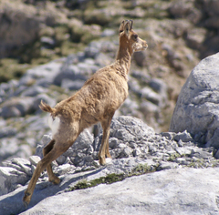 Rupicapra pyrenaica parva