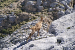Rupicapra pyrenaica parva