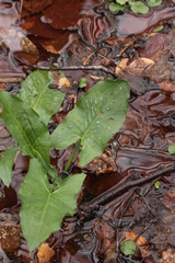 Arum maculatum