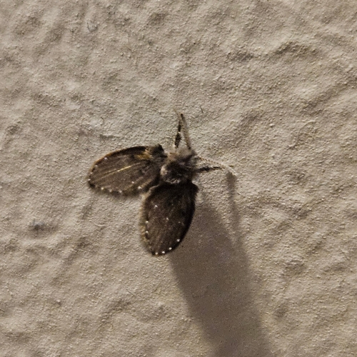 Unknown species found near Salem St @ Pleasant St, Wakefield, MA 01880, USA