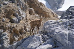 Rupicapra pyrenaica parva