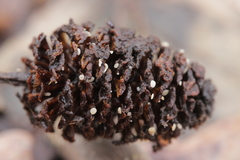 Calycellina alniella