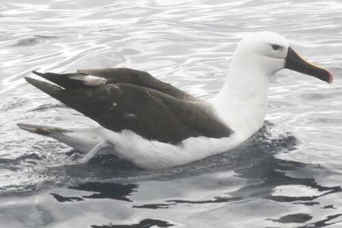 Indian Yellow-nosed Albatross (Thalassarche carteri)