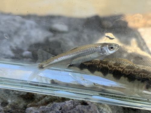 Texas shiner (Notropis amabilis) — Cyprinidae — 3
