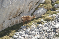 Rupicapra pyrenaica parva