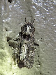 Copivaleria grotei