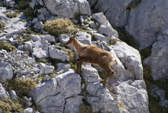 Rupicapra pyrenaica parva