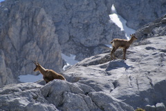 Rupicapra pyrenaica parva