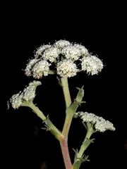 Seseli ponticum
