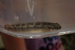Sicyopterus lagocephalus