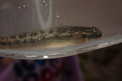 Sicyopterus lagocephalus