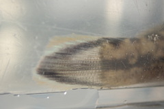 Sicyopterus lagocephalus