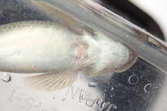 Sicyopterus lagocephalus