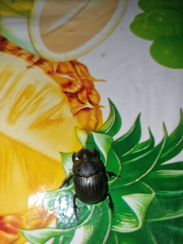 Homocopris torulosus