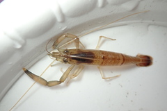 Macrobrachium placidulum