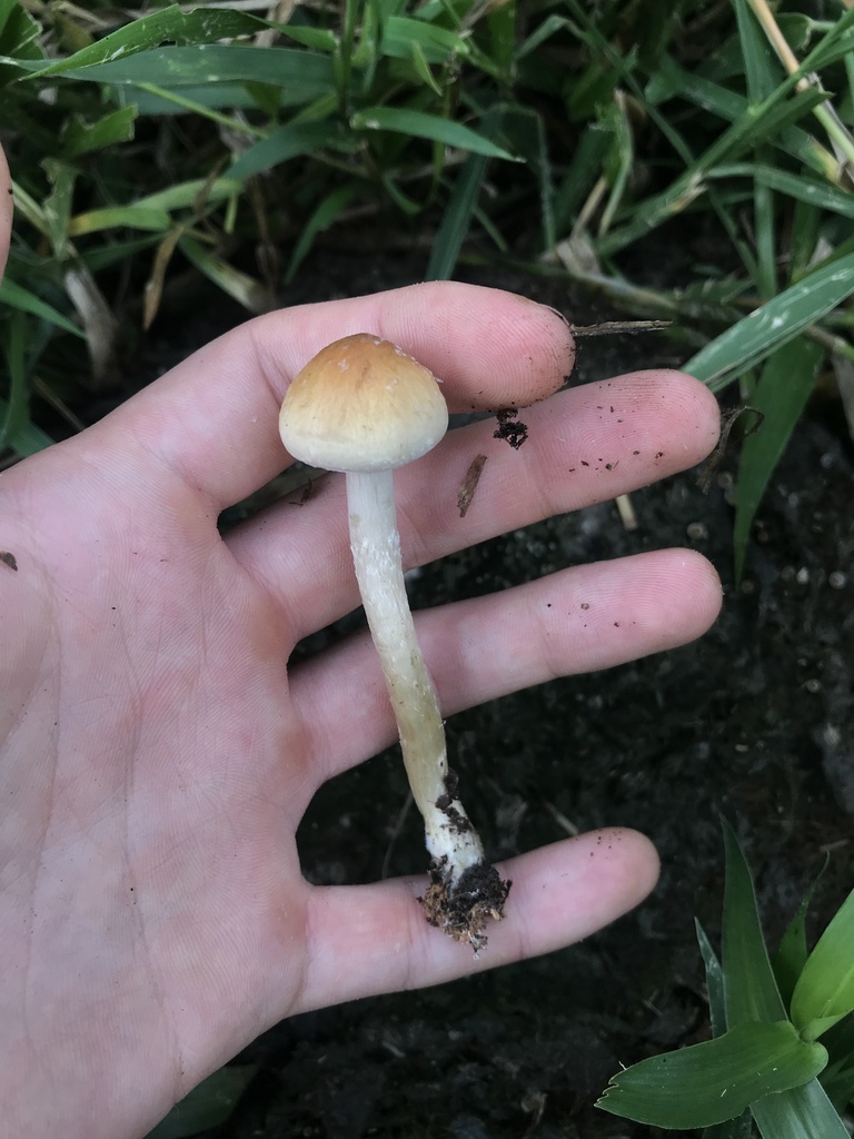 Psilocybe cubensis · March 2026 · photo: © paganka (iNaturalist, cc-by-nc)