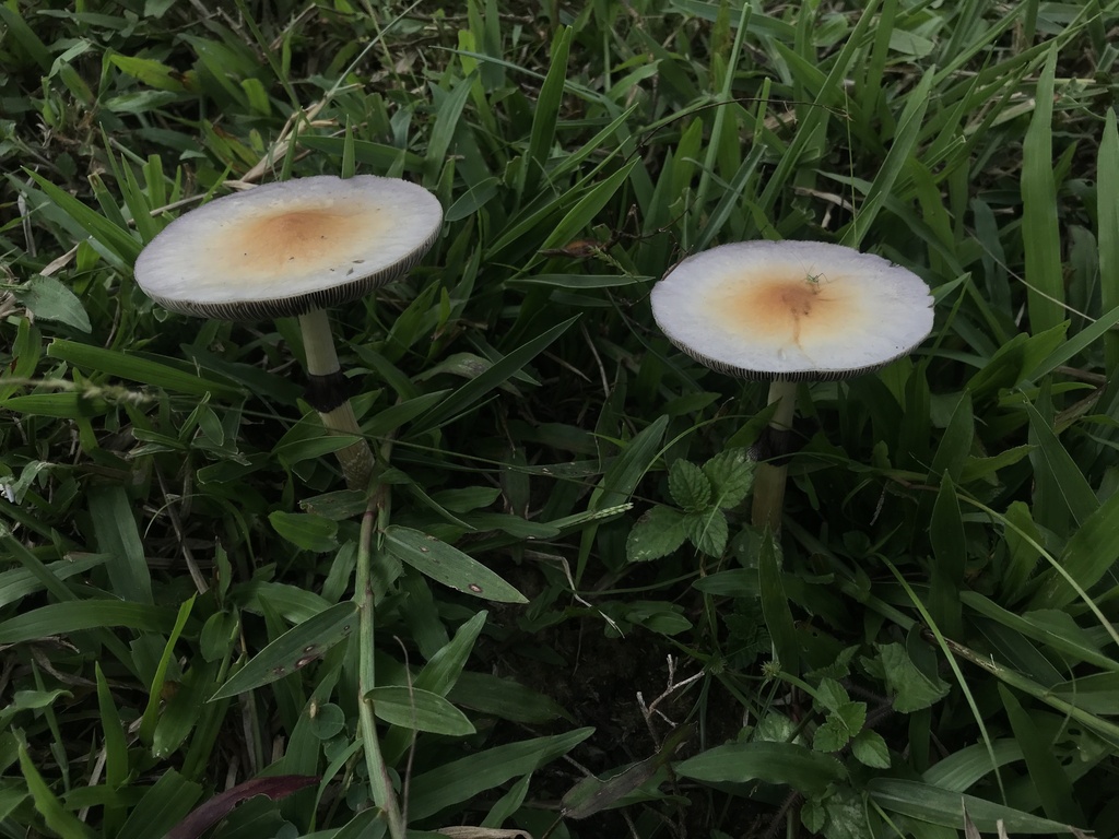 Psilocybe cubensis · March 2026 · photo: © paganka (iNaturalist, cc-by-nc)