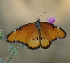 Danaus chrysippus dorippus