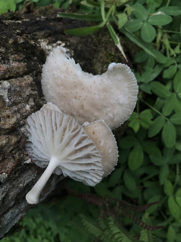 Oudemansiella cubensis · March 2026 · photo: © paganka (iNaturalist, cc-by-nc)