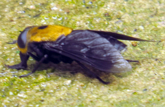 Tabanus biguttatus