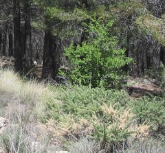 Adenocarpus decorticans