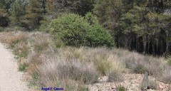 Adenocarpus decorticans