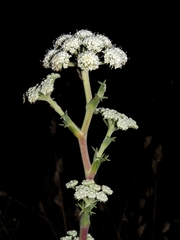 Seseli ponticum