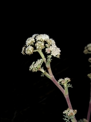 Seseli ponticum