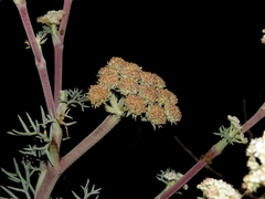 Seseli ponticum