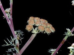 Seseli ponticum