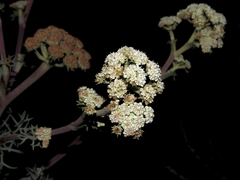 Seseli ponticum
