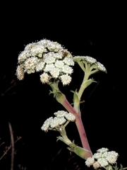 Seseli ponticum