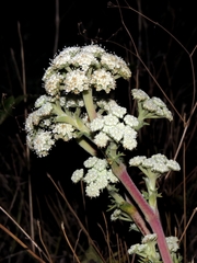 Seseli ponticum