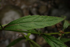 Hyptis rhomboidea