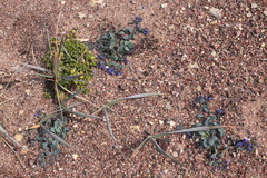 Leymus mollis mollis