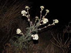 Seseli ponticum