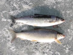 Coregonus artedi