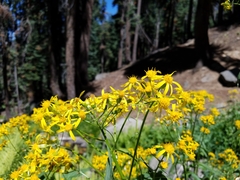 Senecio triangularis