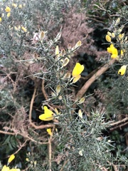 Ulex europaeus